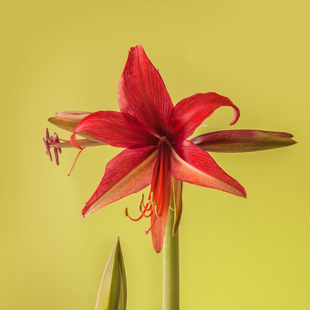 Hippeastrum Bogota - Amaryllis, spider group hippeastrum