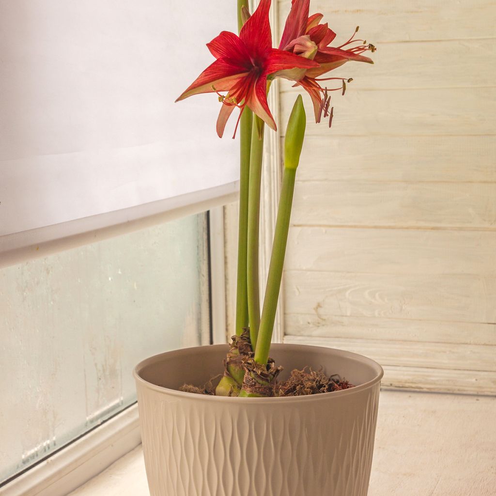 Hippeastrum Bogota - Amaryllis, spider group hippeastrum