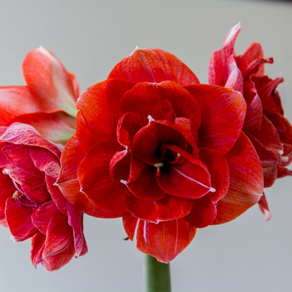 Hippeastrum Double Dragon - Amarylis