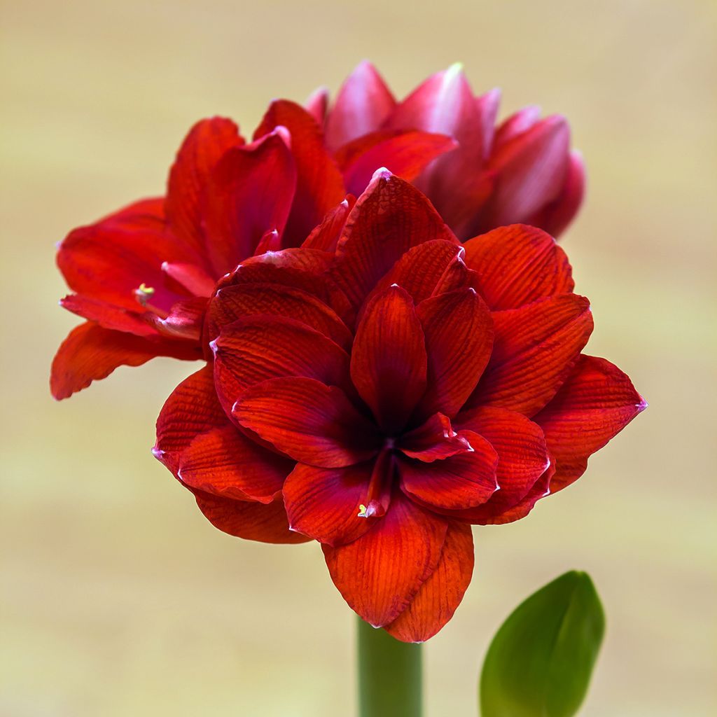 Hippeastrum Double Dragon - Amarylis