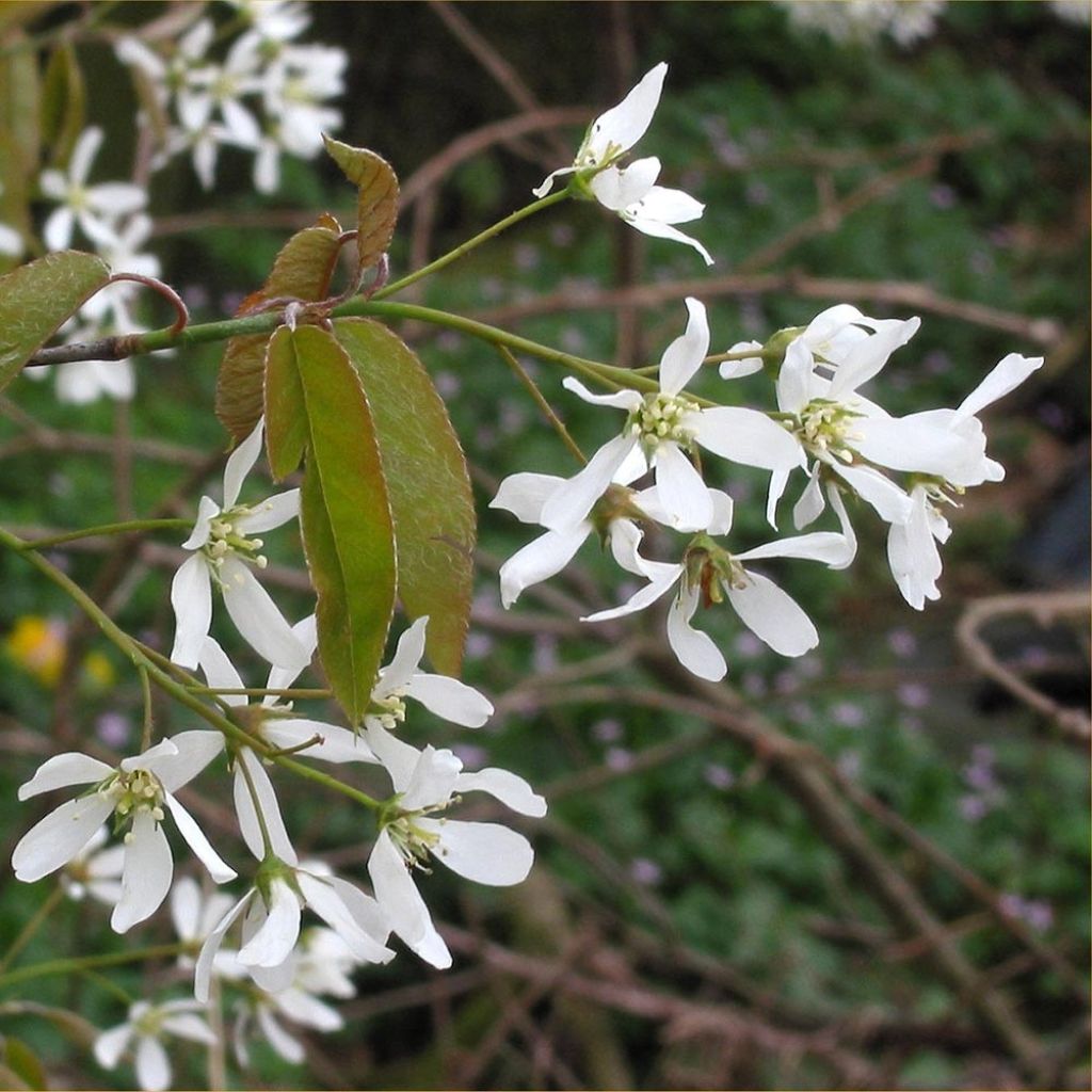 Amelanchier canadensis