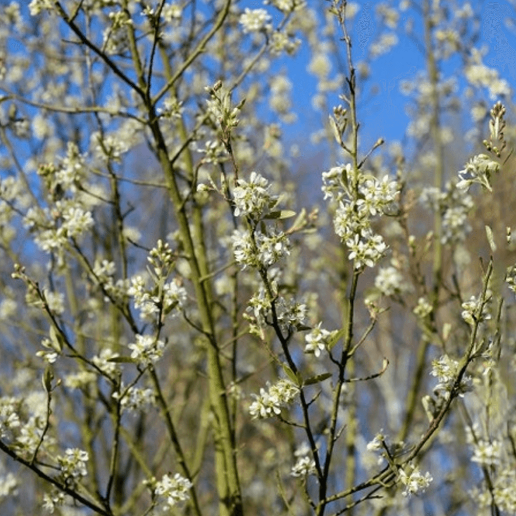 Amelanchier canadensis October Flame