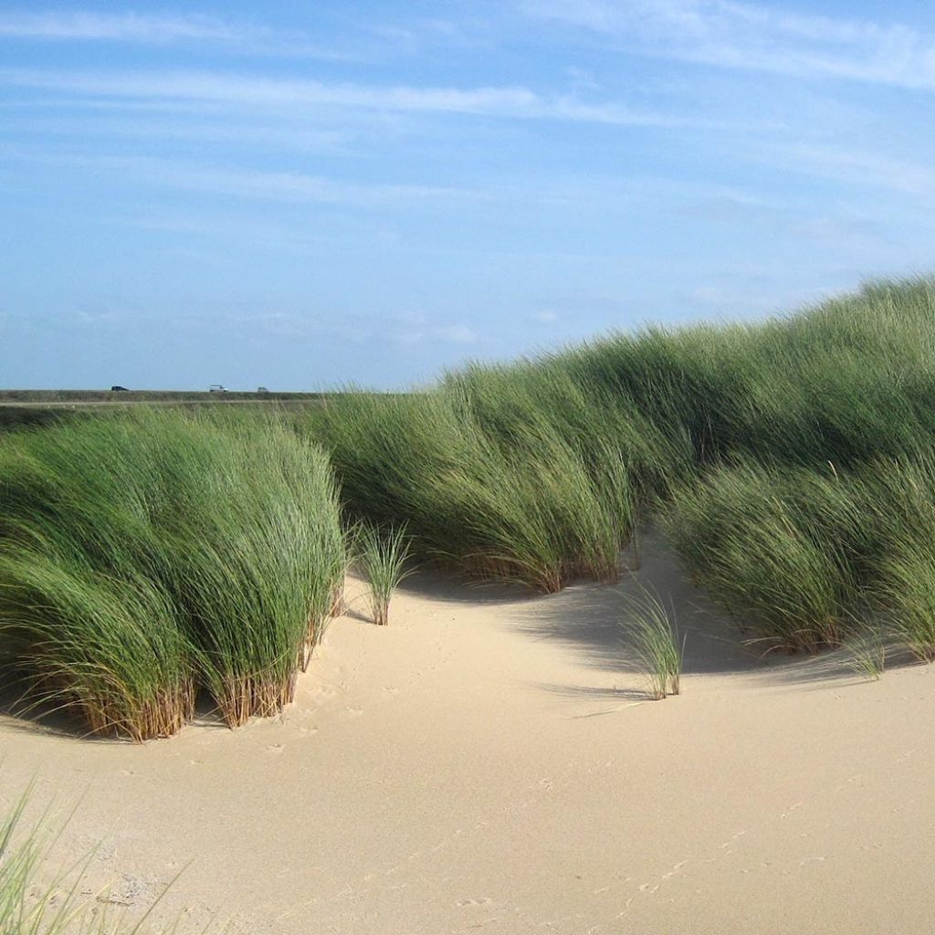 Ammophila arenaria