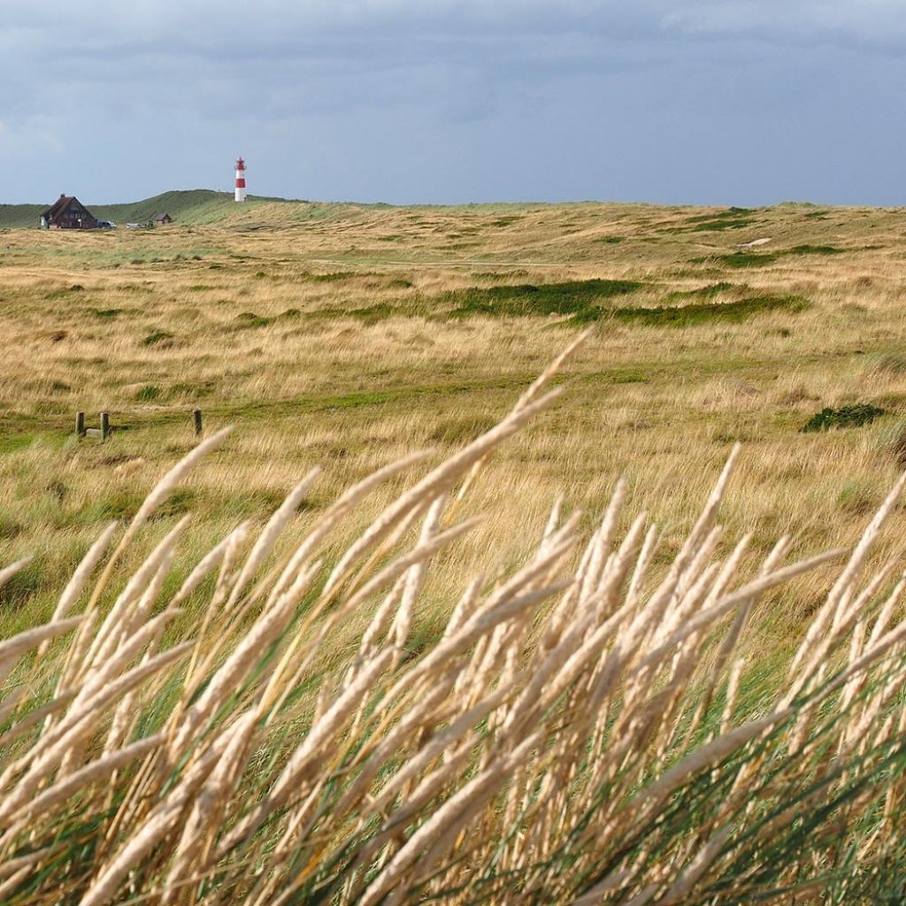 Ammophila arenaria