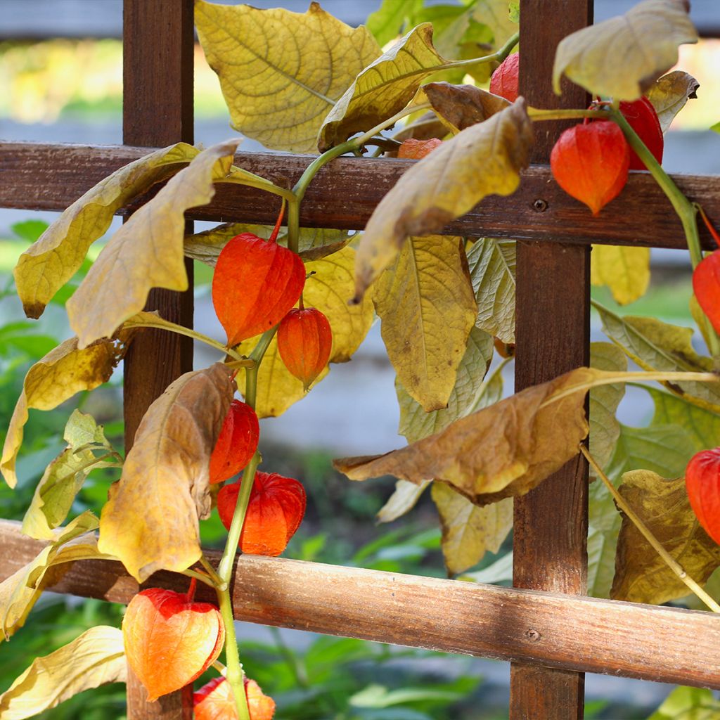 Physalis alkekengi var. franchetii