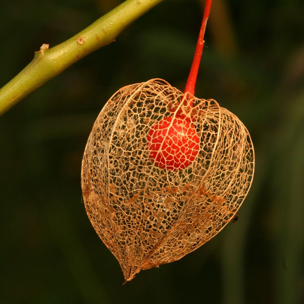 Physalis alkekengi var. franchetii