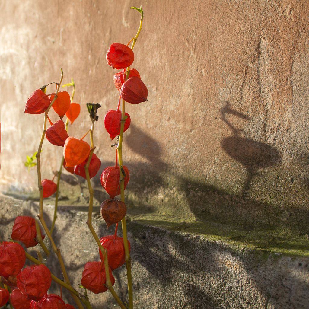 Physalis alkekengi var. franchetii