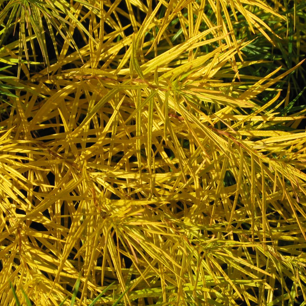 Amsonia hubrichtii