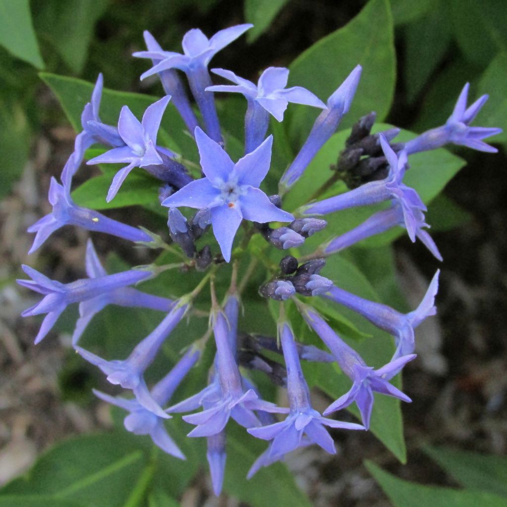 Amsonia Blue Ice