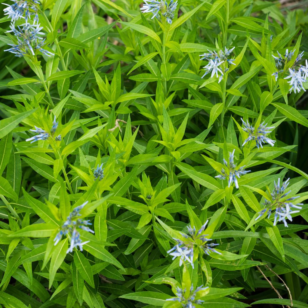 Amsonia Blue Ice