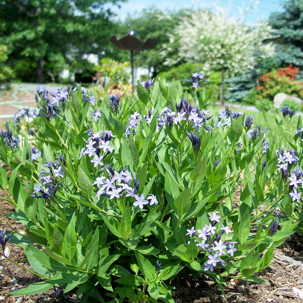 Amsonia Blue Ice