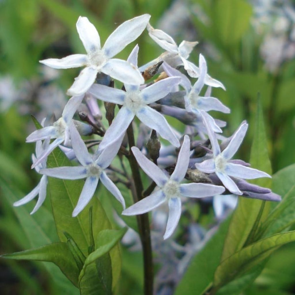 Amsonia tabernaemontana var. salicifolia