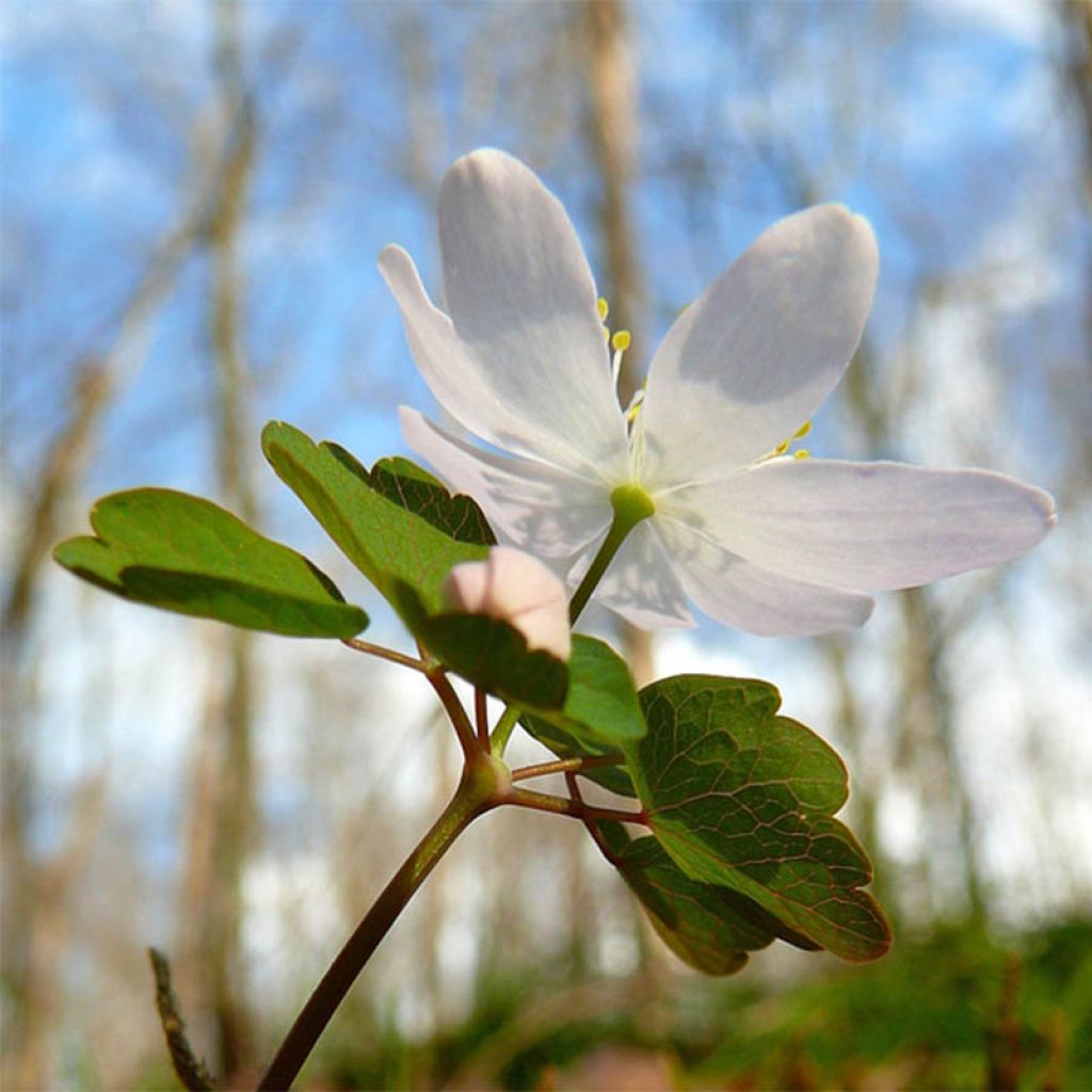 Anemone leveillei
