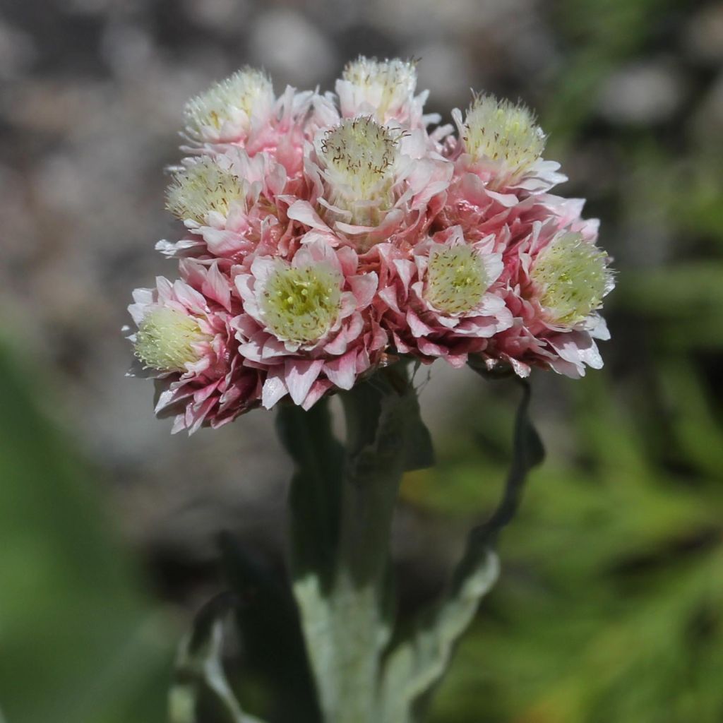 Anaphalis alpicola