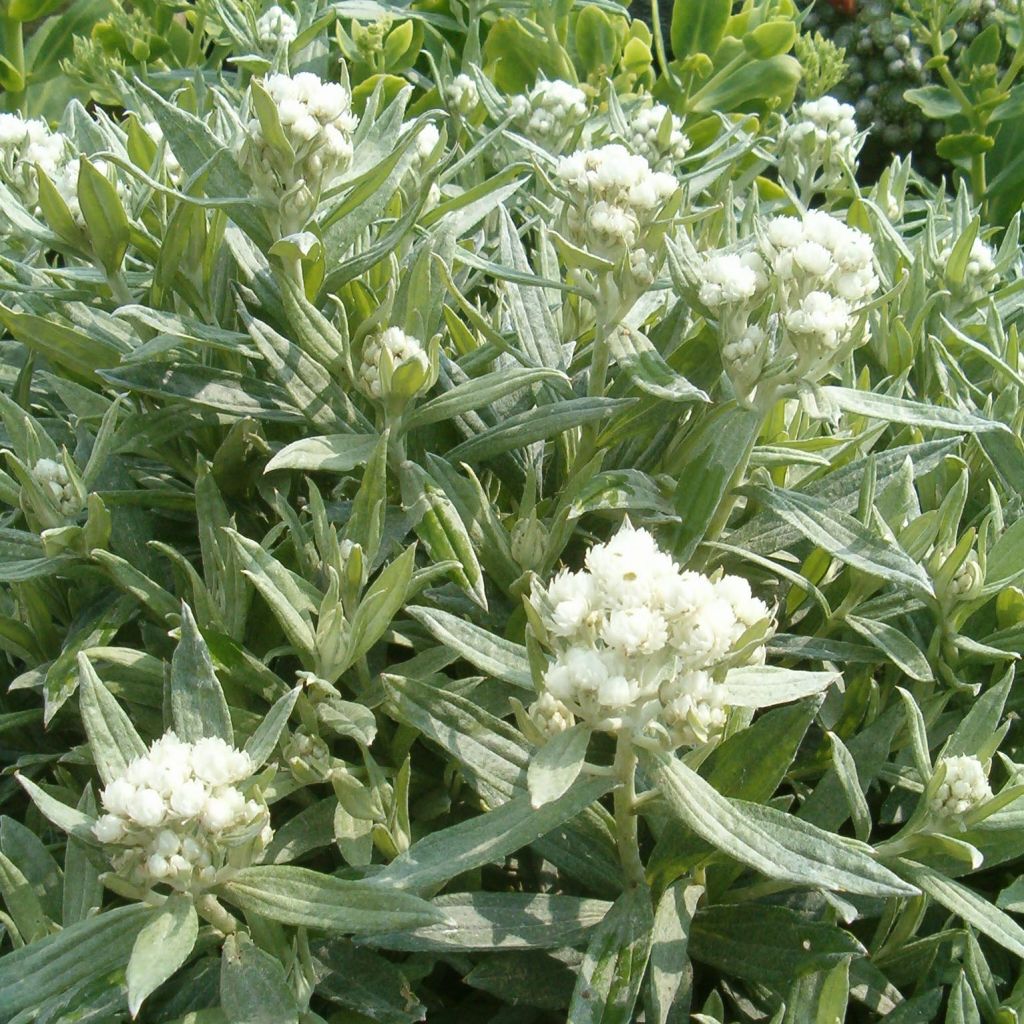 Anaphalis triplinervis Sommerschnee