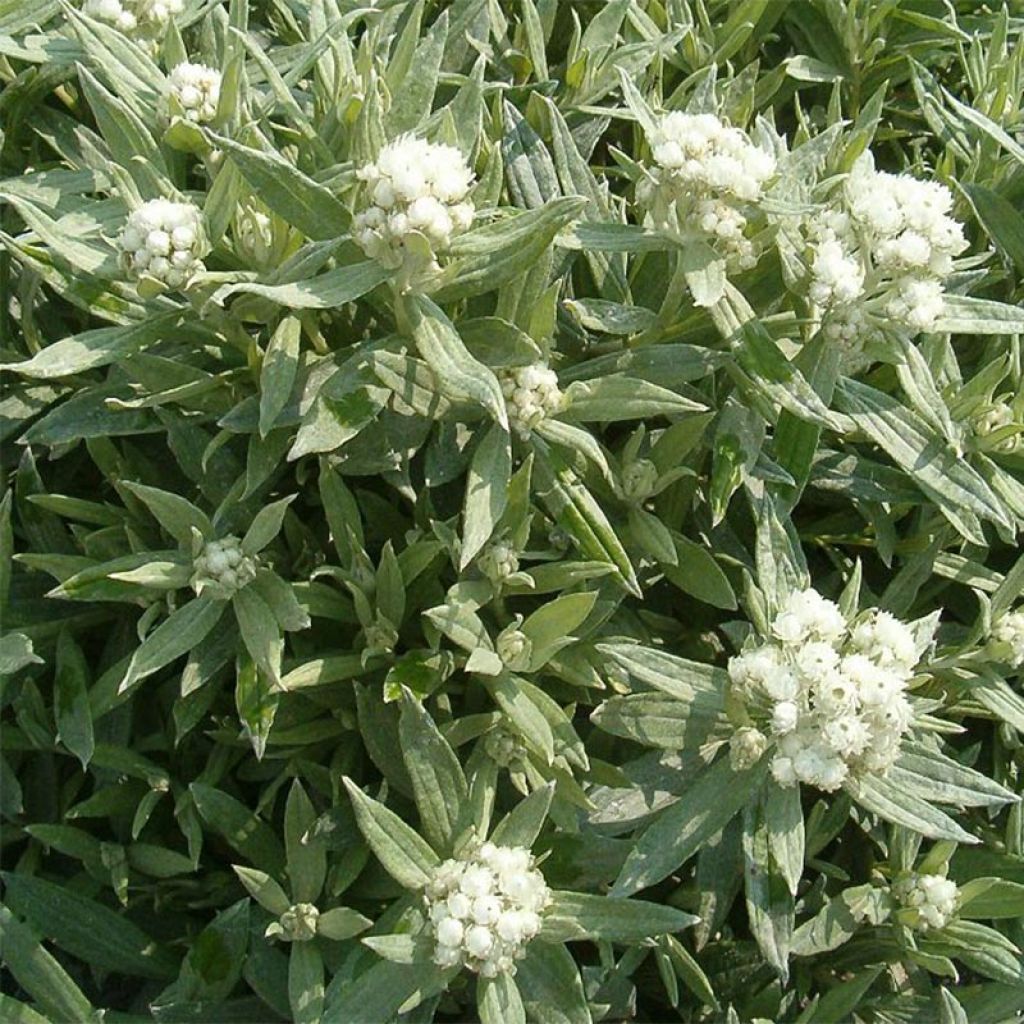 Anaphalis triplinervis Sommerschnee