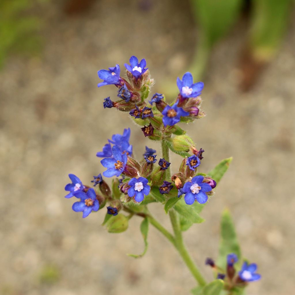 Anchusa azurea Loddon Royalist