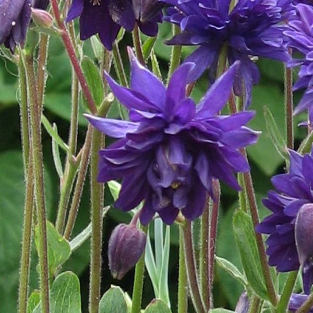 Aquilegia vulgaris Blue Barlow - Columbine