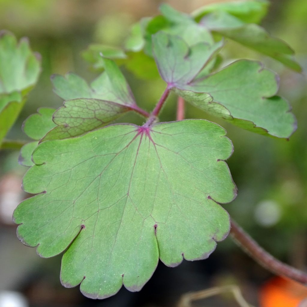 Aquilegia atrata - Columbine