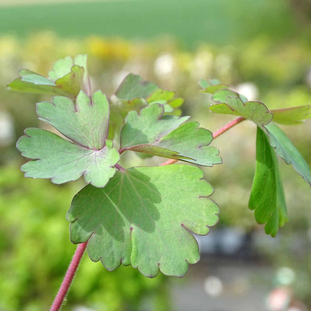 Aquilegia atrata - Columbine