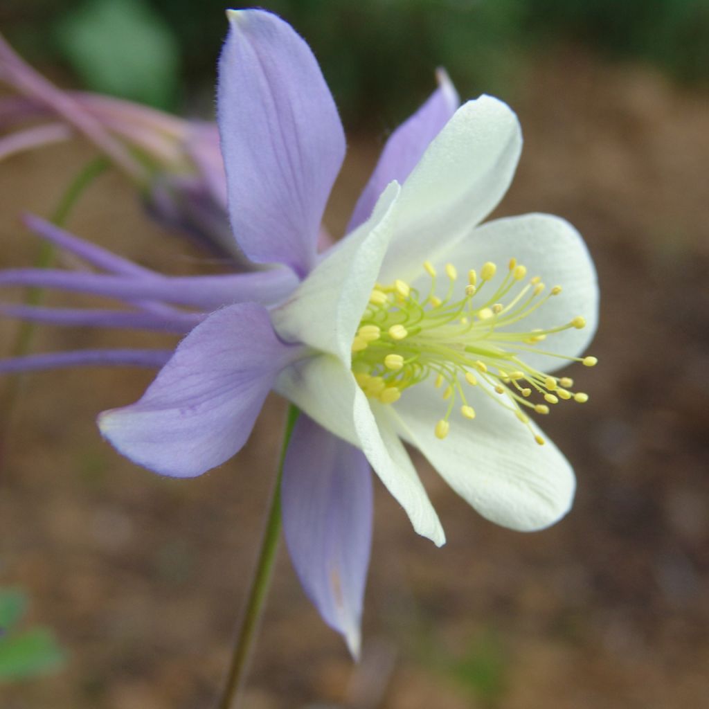 Aquilegia Blue Star - Columbine
