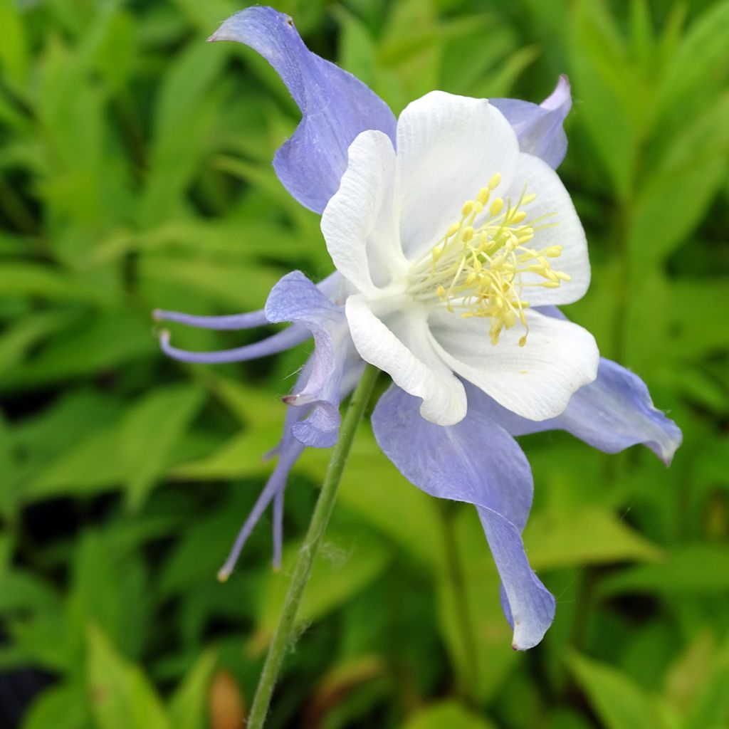 Aquilegia Blue Star - Columbine