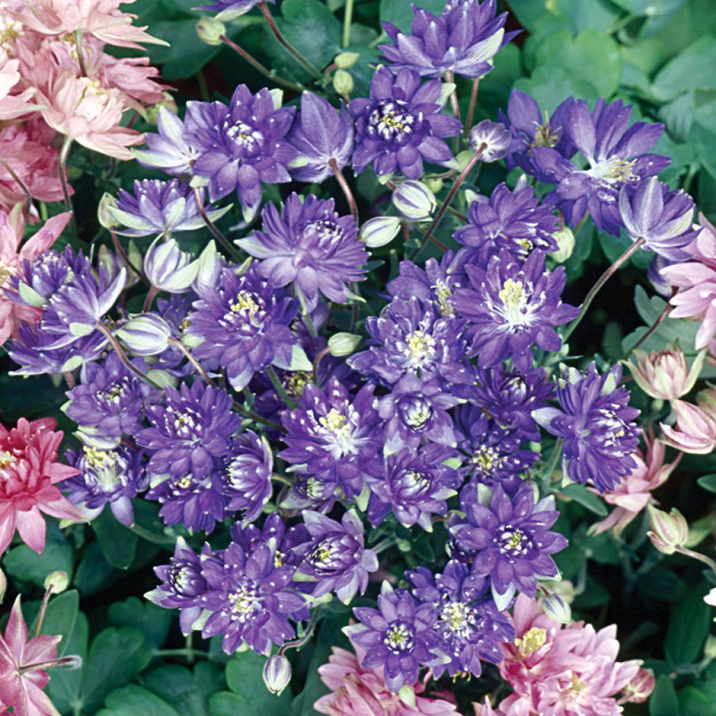 Aquilegia vulgaris Clementine Blue - Columbine