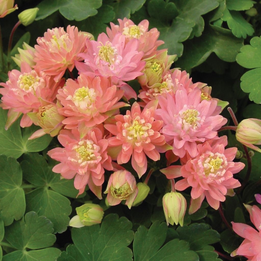 Aquilegia vulgaris Clementine Salmon Rose - Columbine