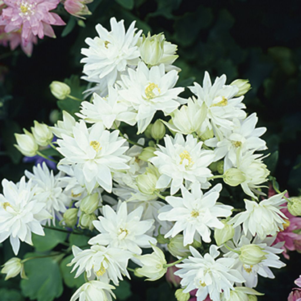 Aquilegia vulgaris Clementine White - Columbine