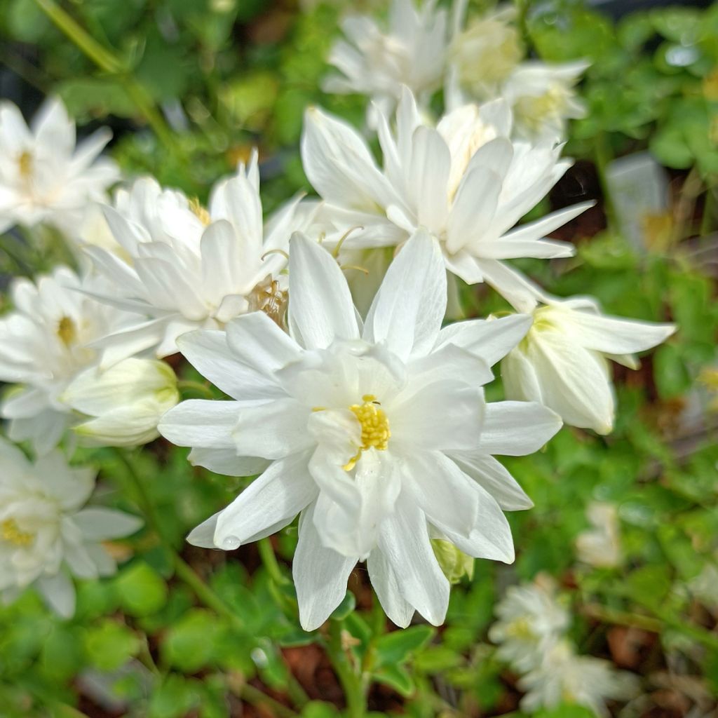 Aquilegia vulgaris Clementine White - Columbine