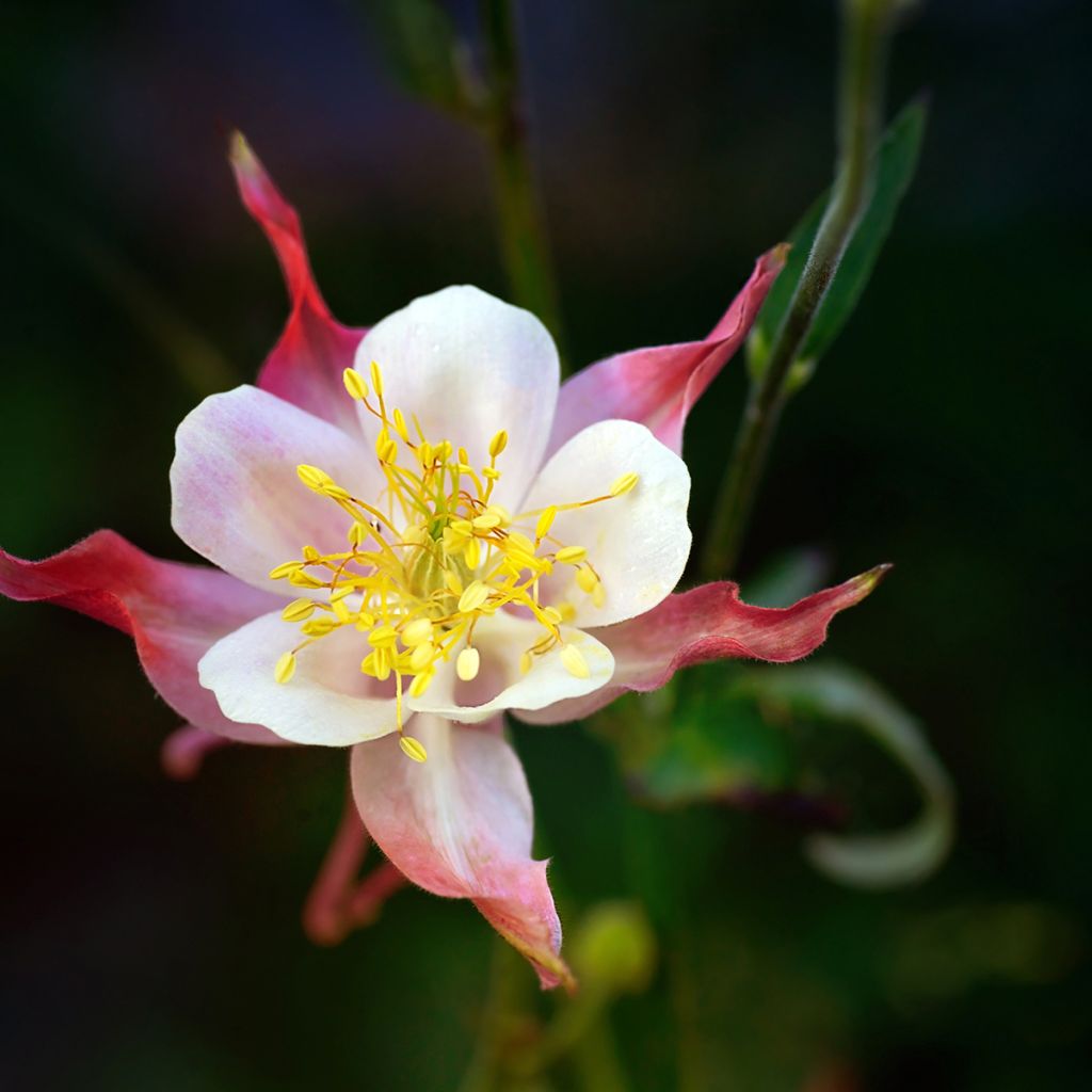 Aquilegia Crimson Star - Columbine