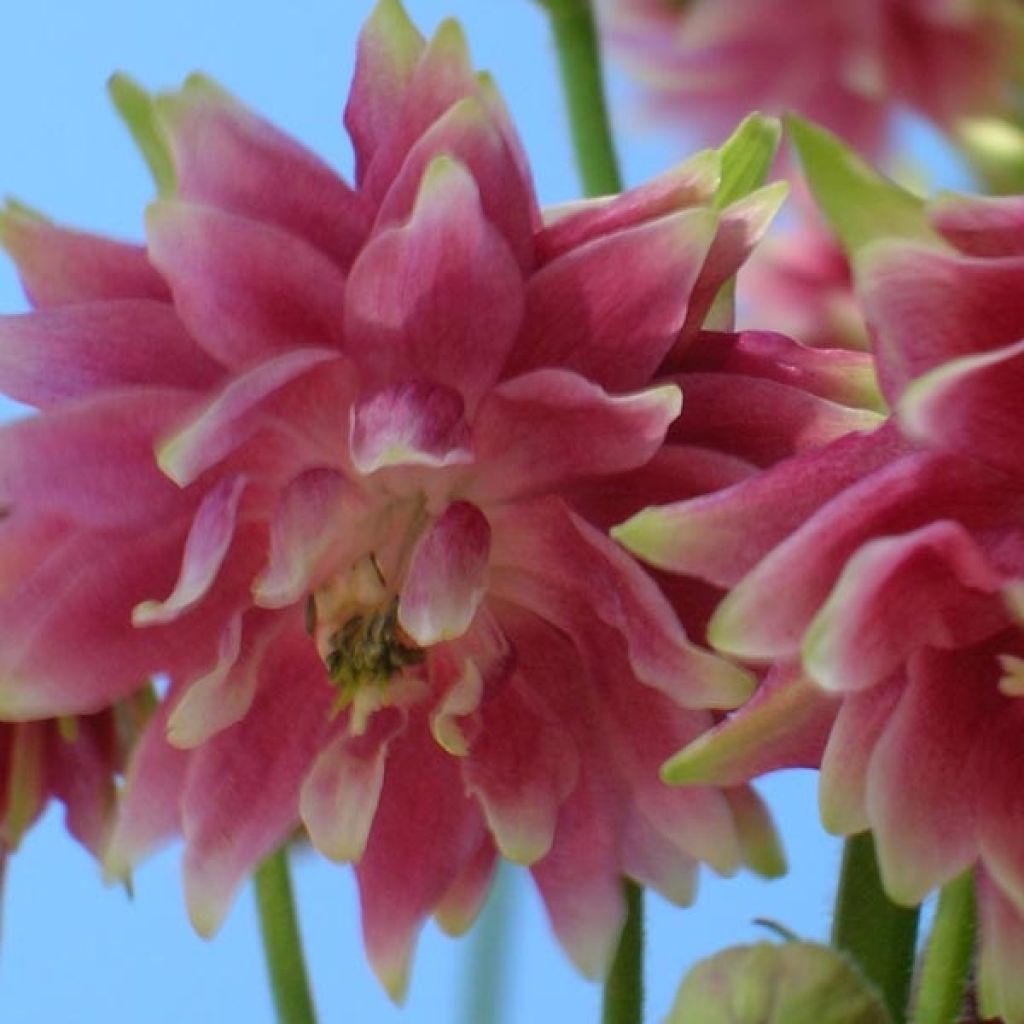Aquilegia vulgaris Nora Barlow - Columbine