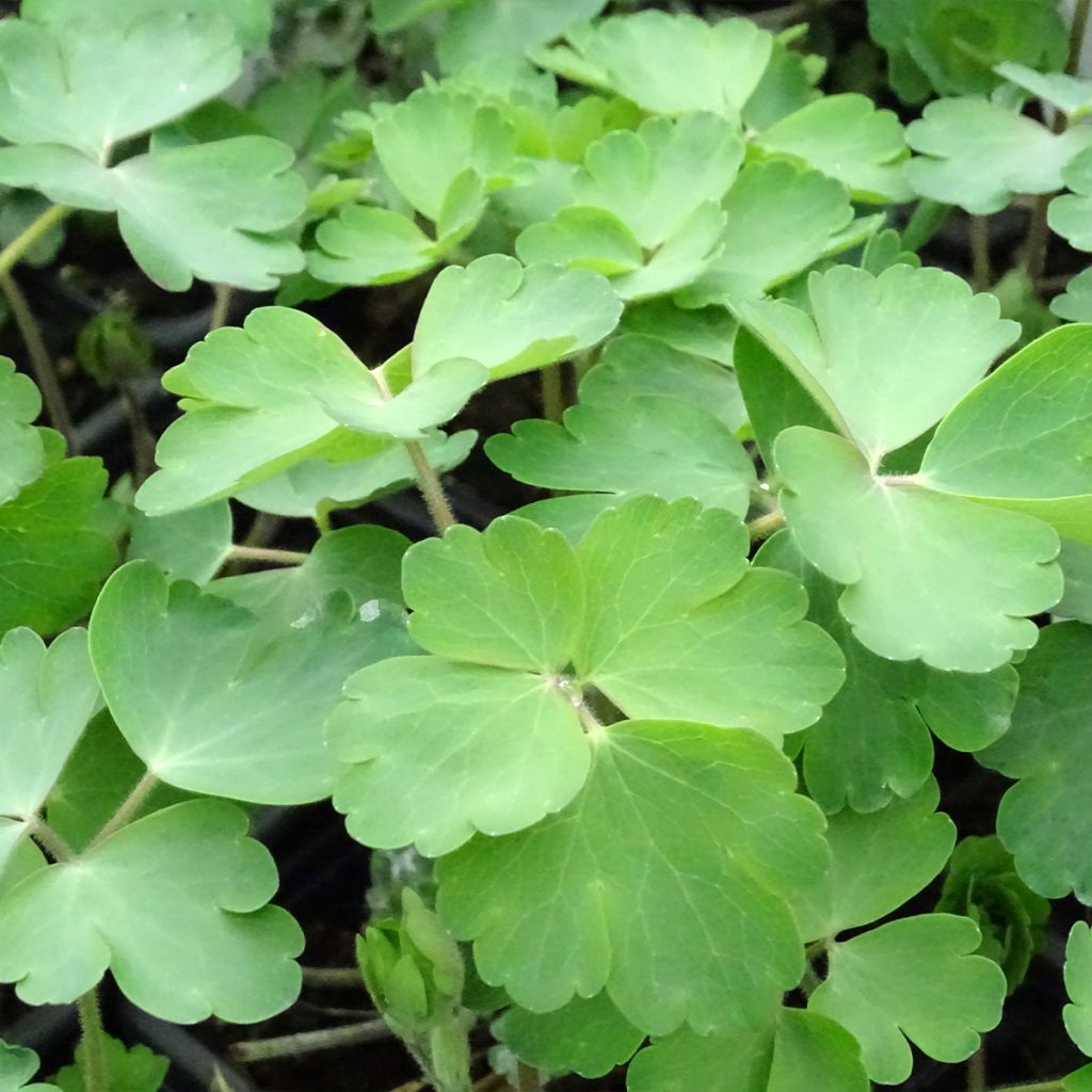 Aquilegia vulgaris William Guiness - Columbine