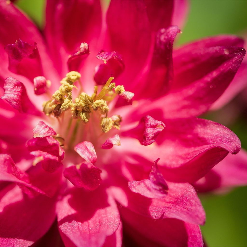 Aquilegia vulgaris Clementine Red - Columbine