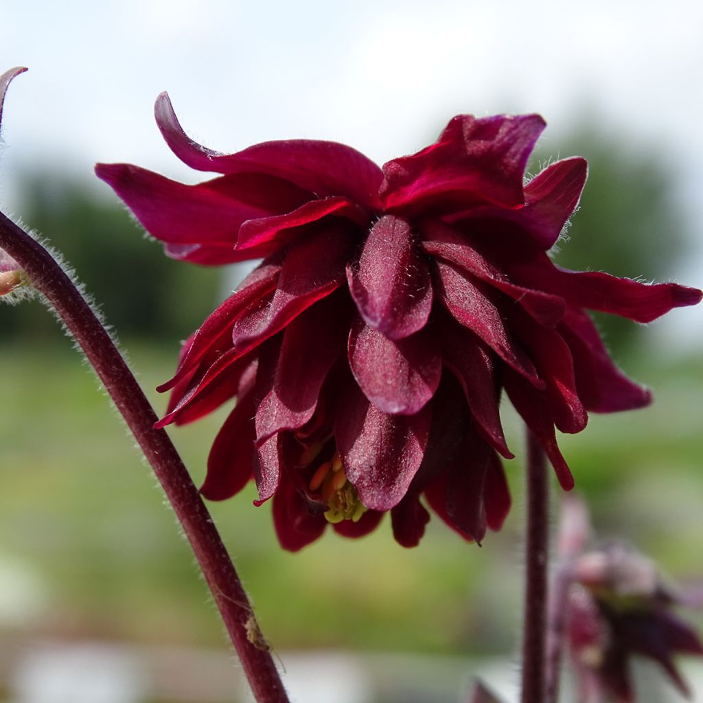 Aquilegia vulgaris Ruby Port - Columbine