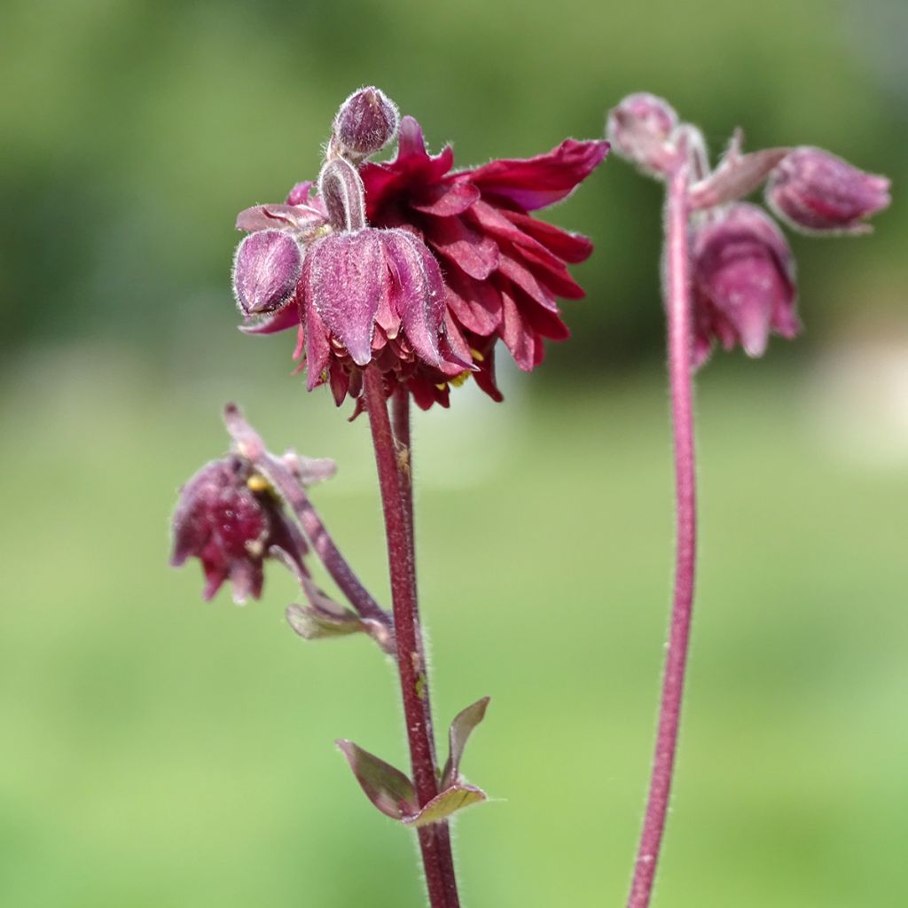 Aquilegia vulgaris Ruby Port - Columbine