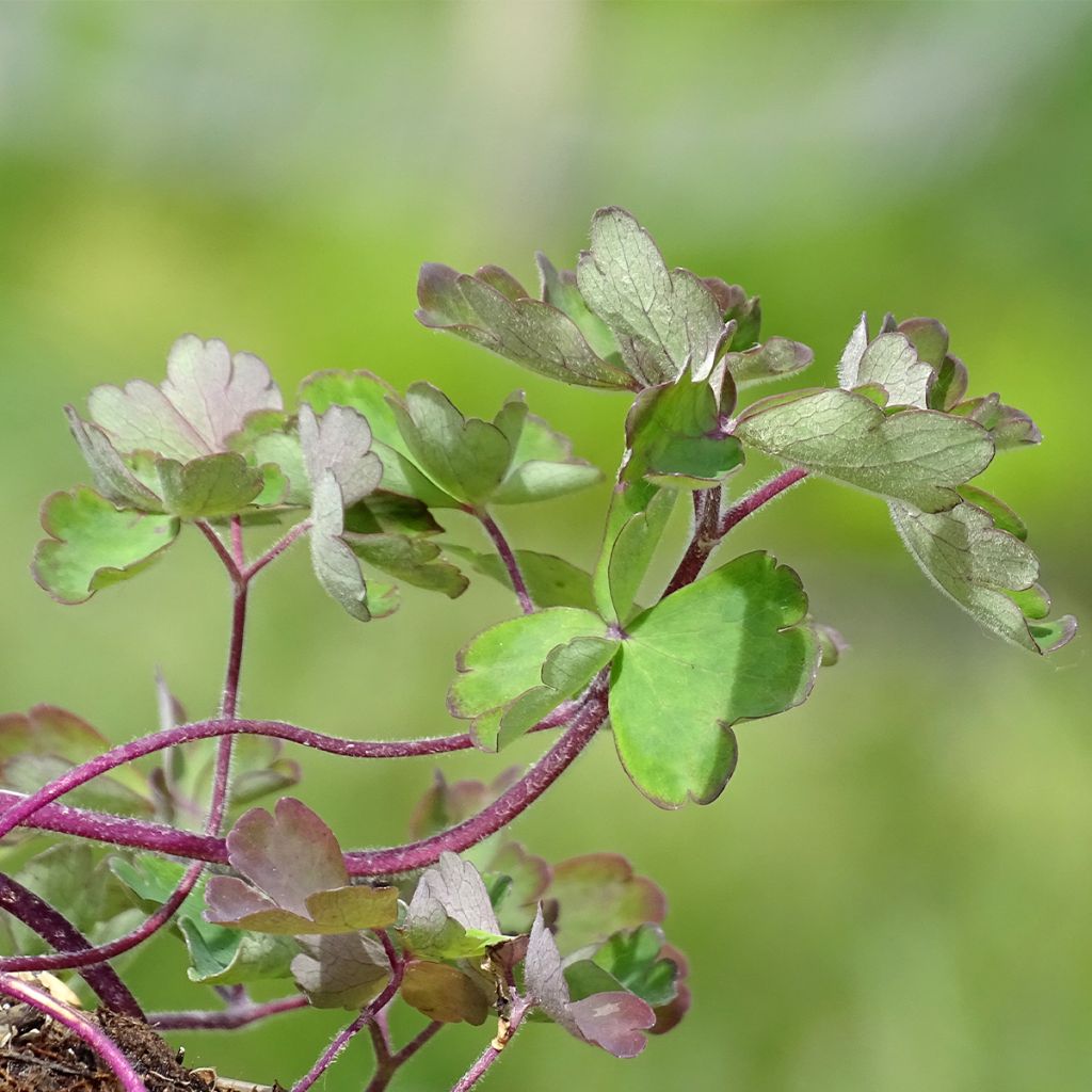 Aquilegia vulgaris Ruby Port - Columbine