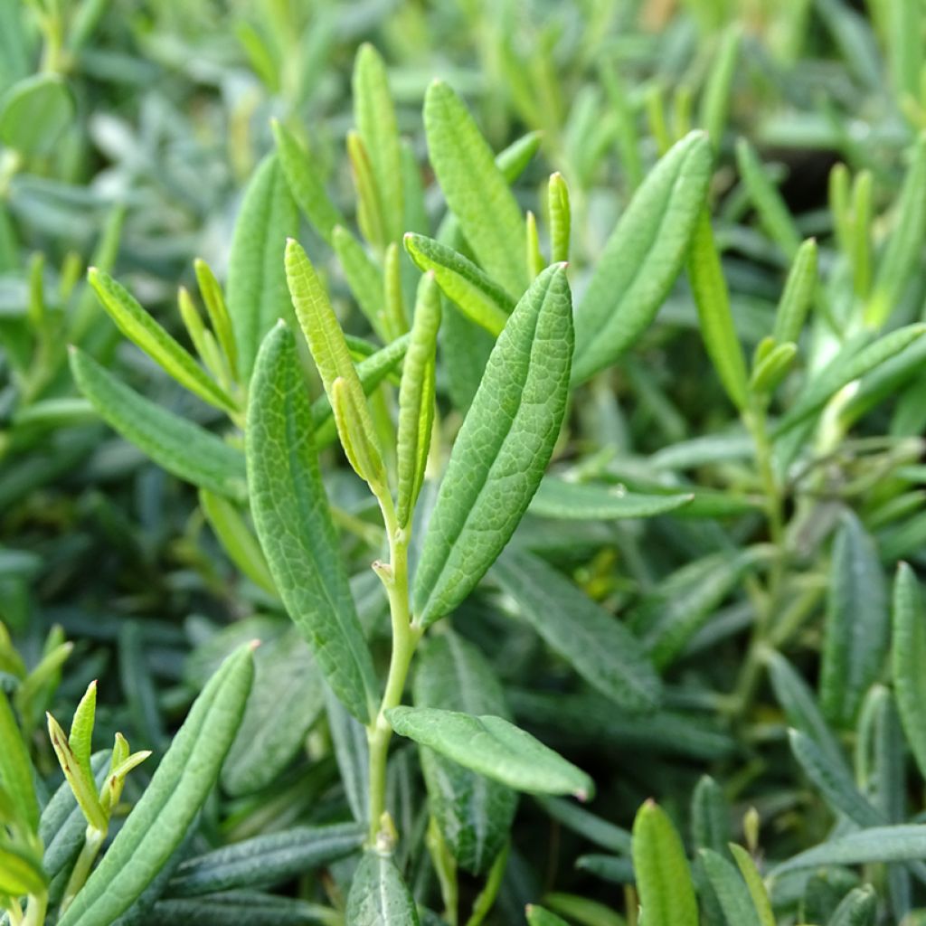 Andromeda polifolia Blue Ice