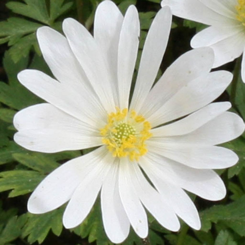 Anemone blanda White Splendour