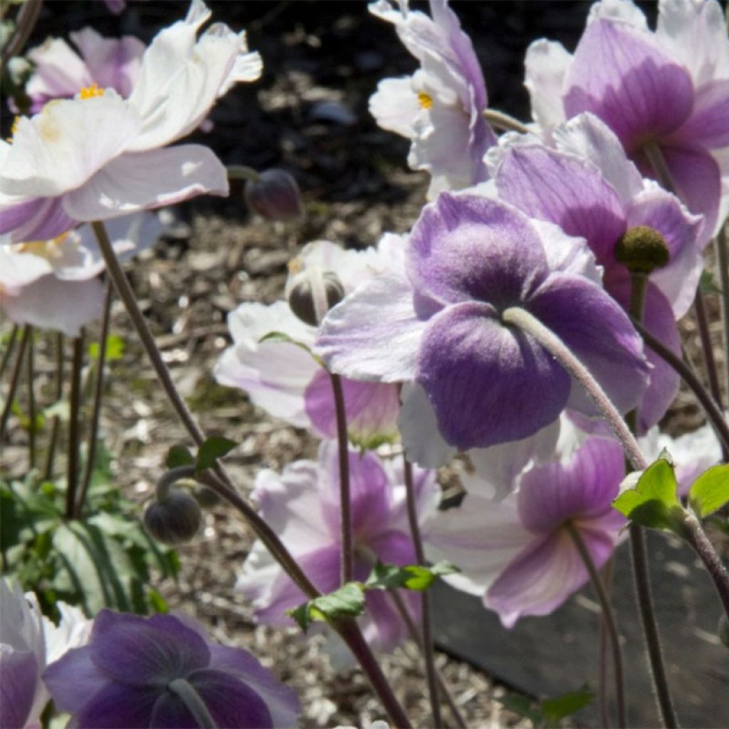 Anemone Dreaming Swan - Japanese Anemone