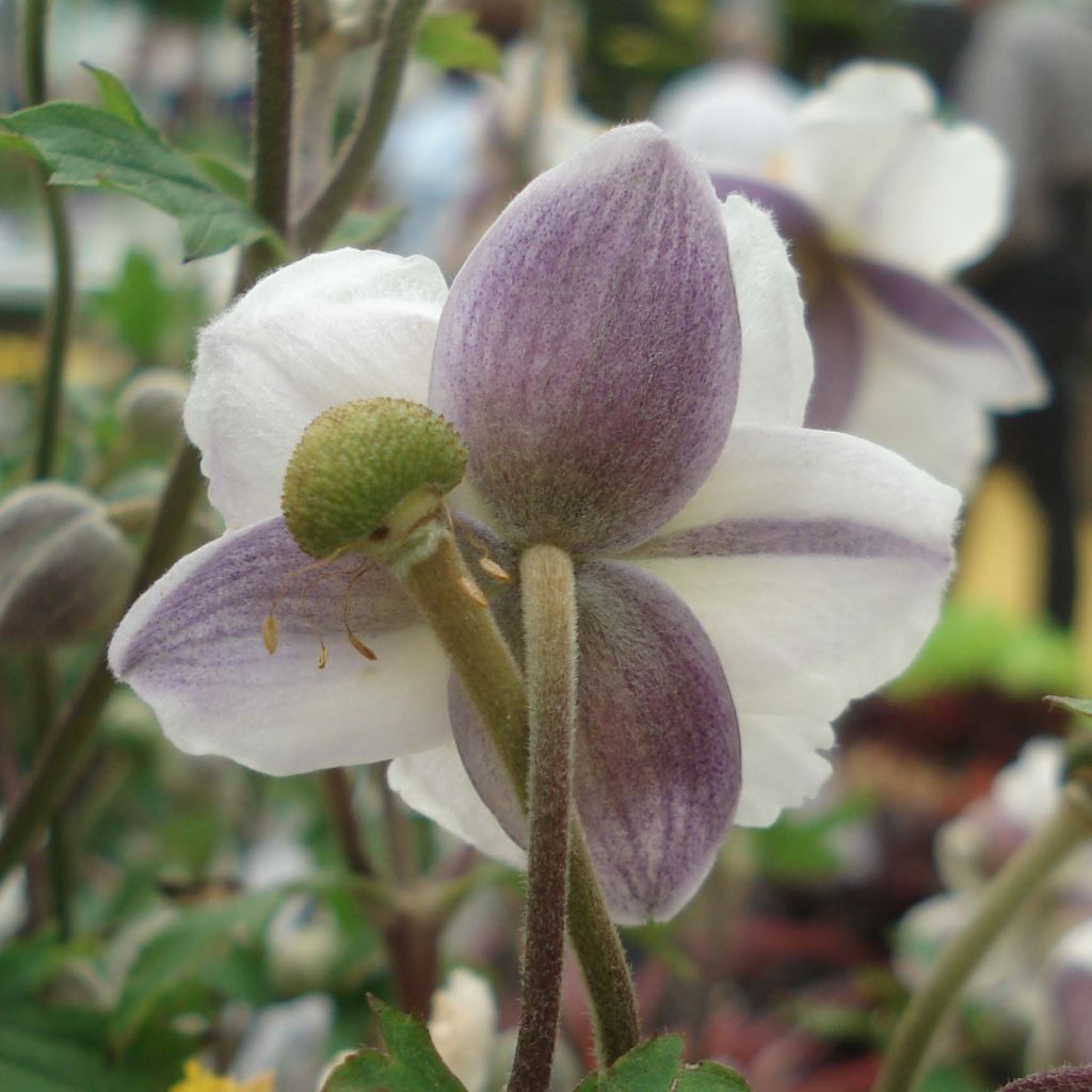 Anemone Ruffled Swan - Japanese Anemone