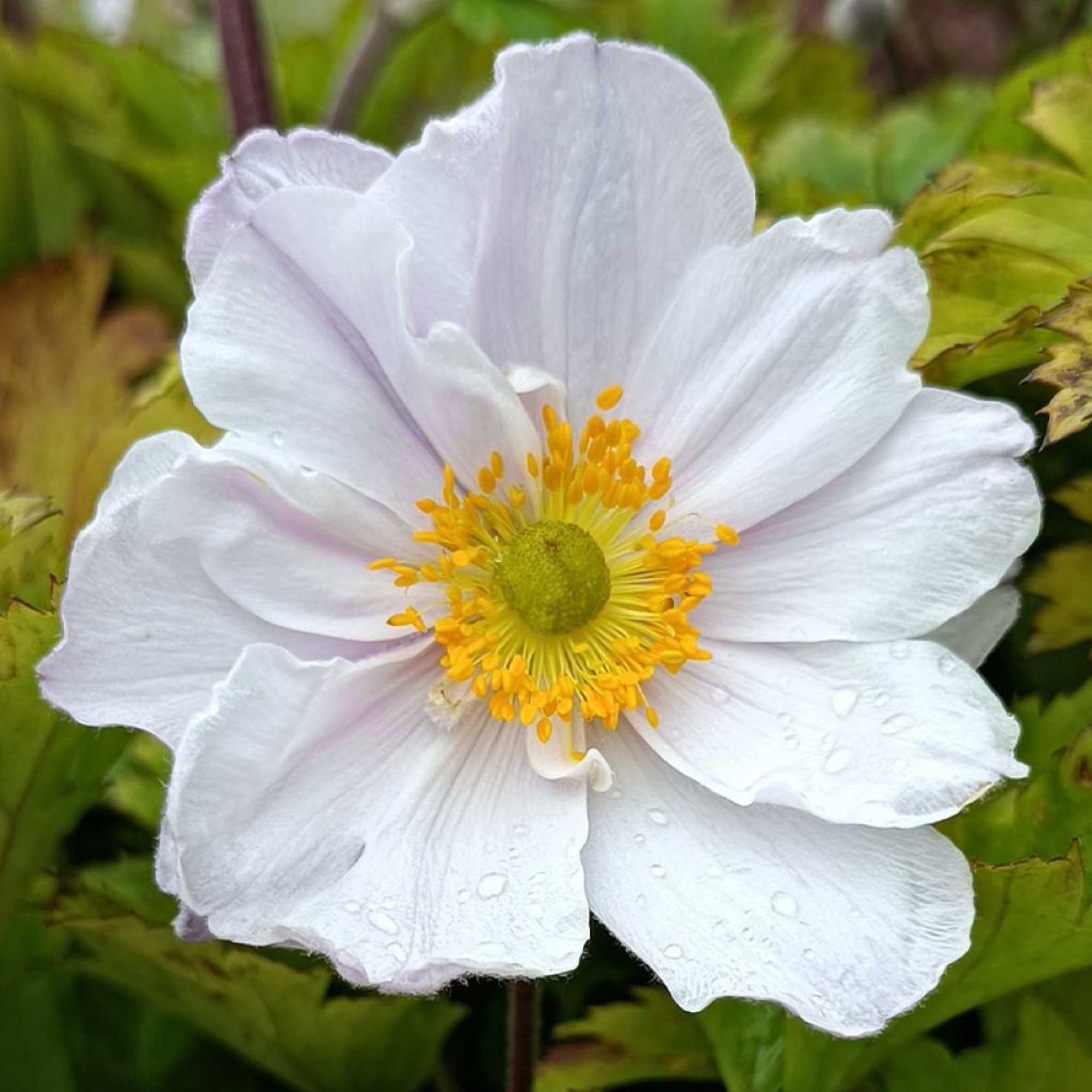 Anemone Ruffled Swan - Japanese Anemone