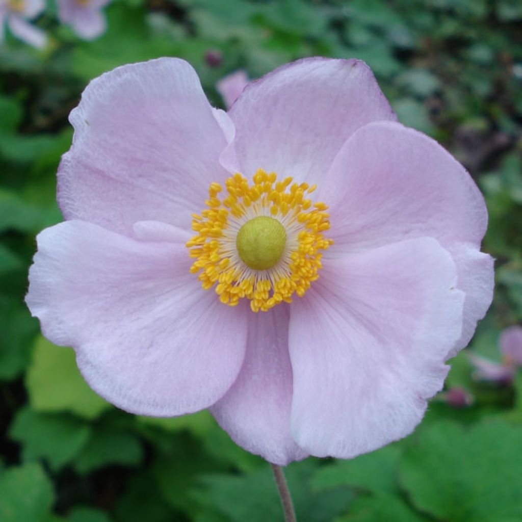Anemone hupehensis September Charm