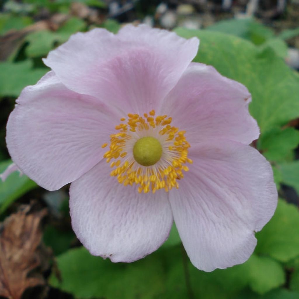 Anemone hupehensis September Charm