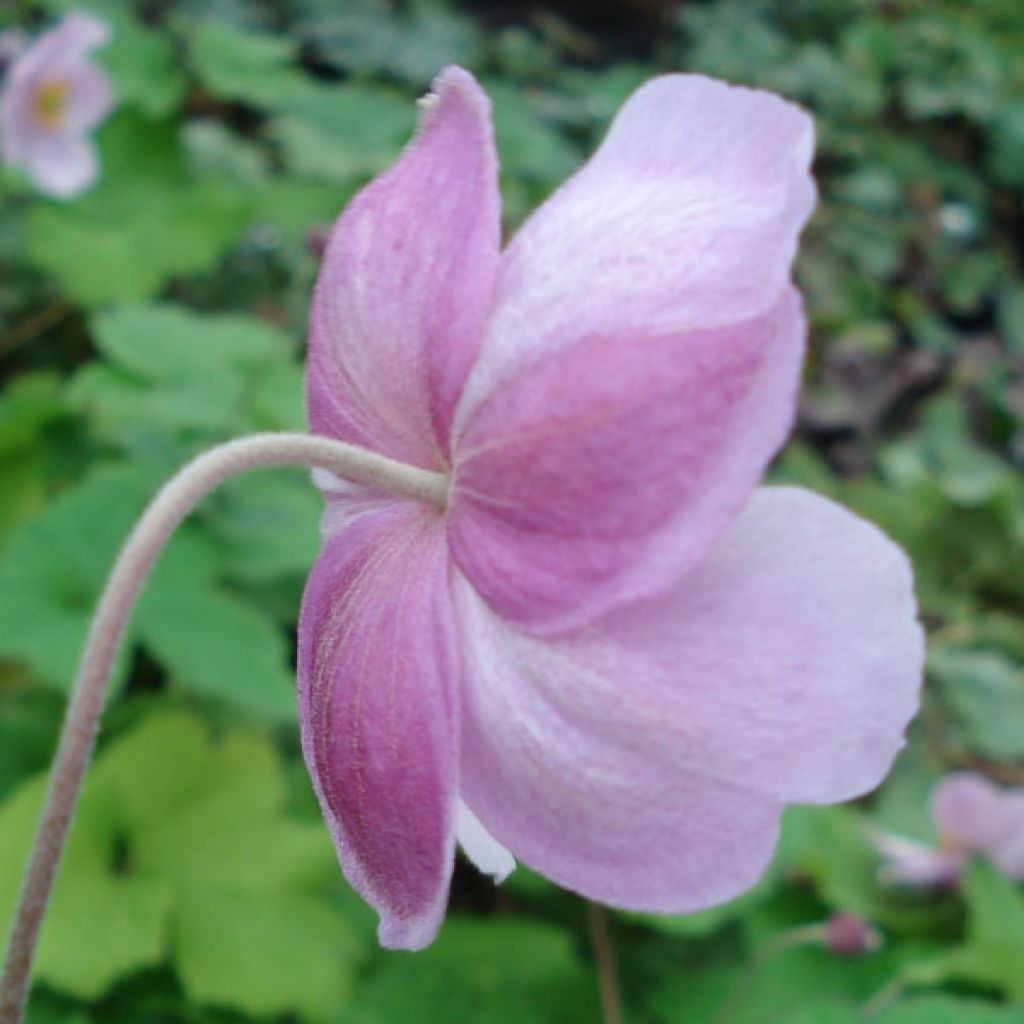 Anemone hupehensis September Charm