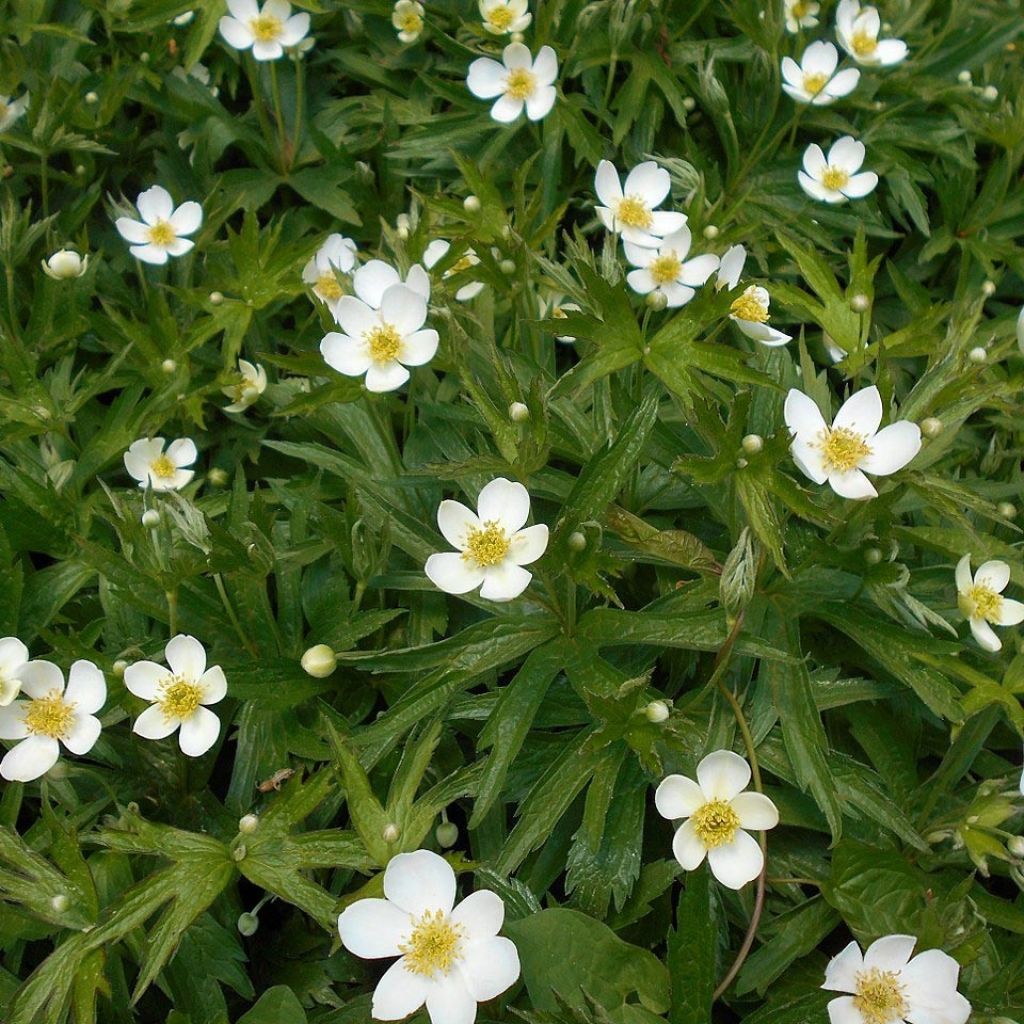 Anemone canadensis