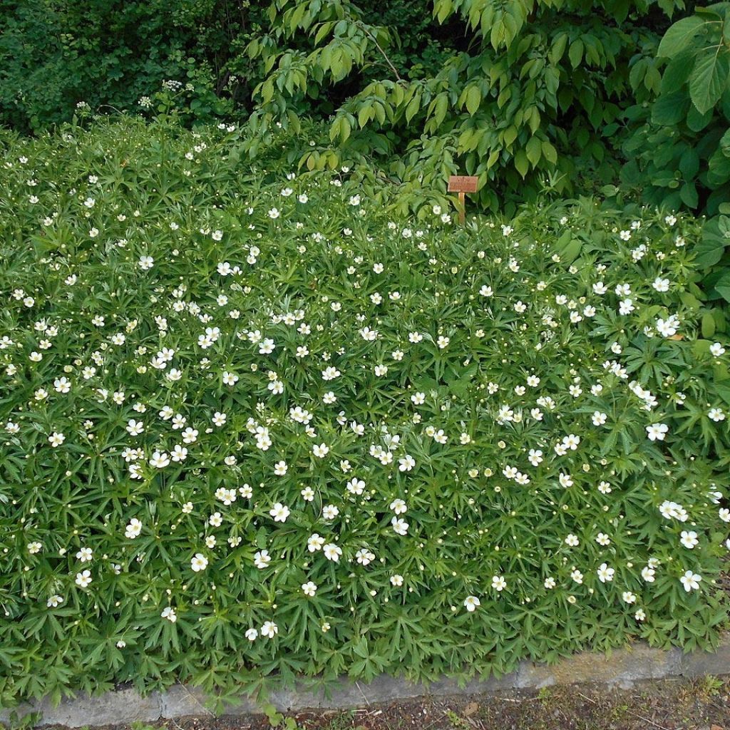 Anemone canadensis