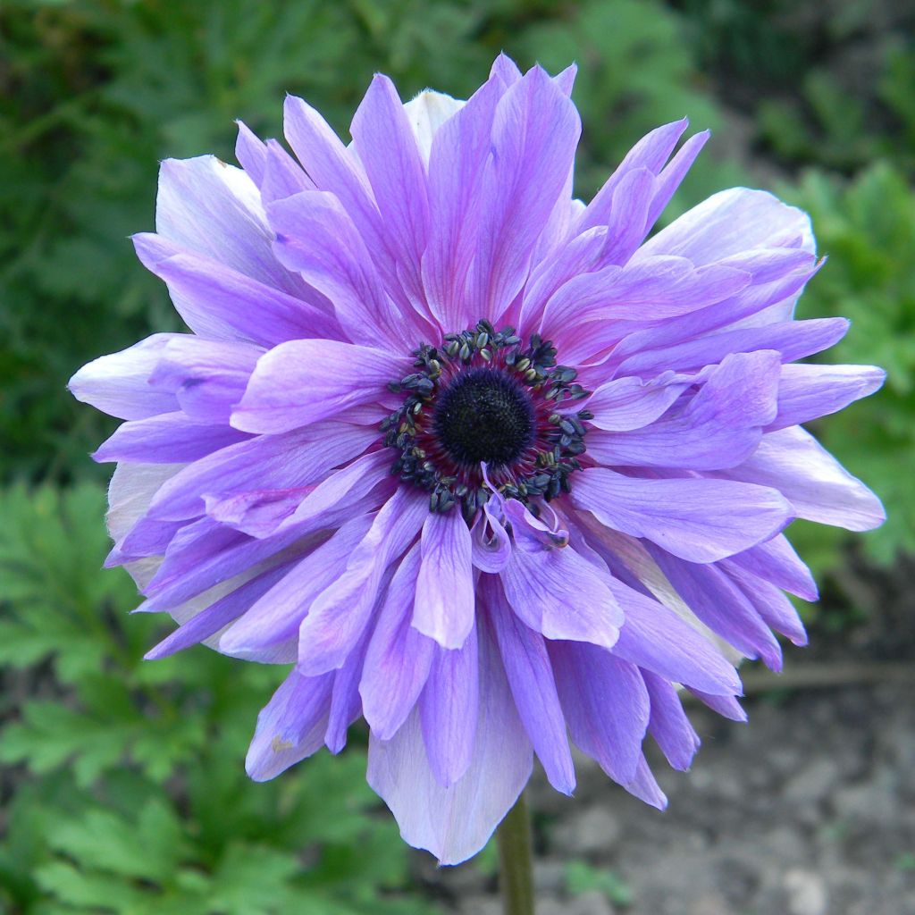 Anemone coronaria Lord Lieutenant