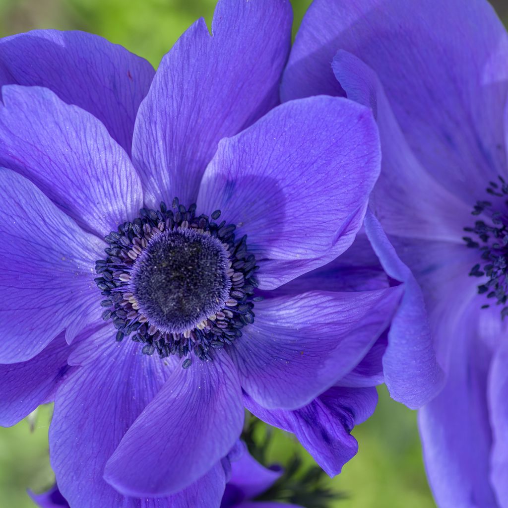 Anemone coronaria Mr Fokker