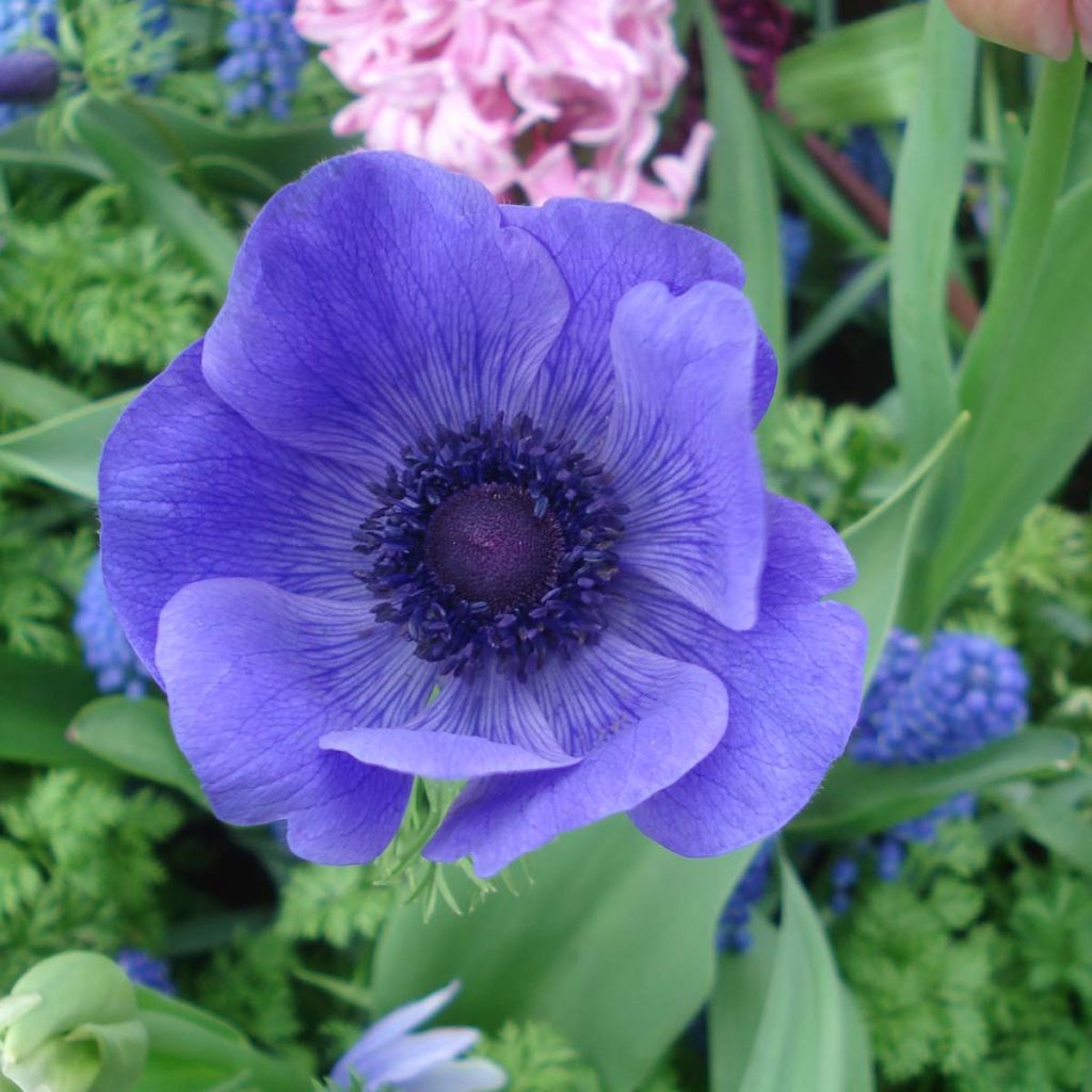 Anemone coronaria Mr Fokker
